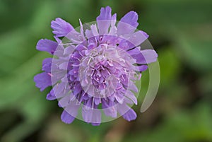 Violet widow flower on green background in autumn in meadow