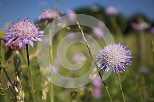 Violet wild cornflowers in green grass