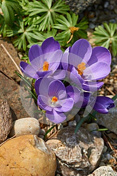 Violet wild crocus in spring