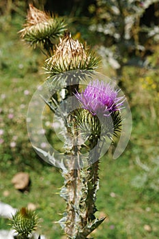 Violet wild flower at Srinagar,Kashmir, India