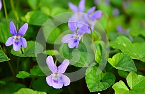 Violet wild flowers photo