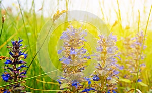 violet wild prairie flowers in a light of evening sun