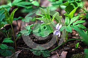 Violet wild viola in spring forest between green grass