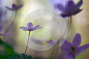 Violet wild wood anemone in shallow depth