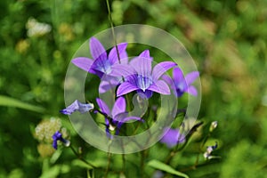 Violet Wildflowers Summer period beautiful natural background