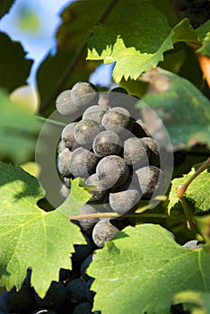 Violet wine grapes