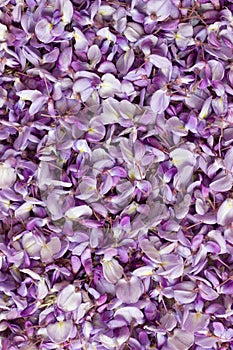 Violet wisteria as background