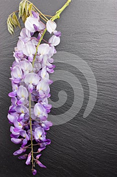 Violet wisteria flowers on black slate background