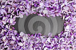 Violet wisteria flowers on black slate background