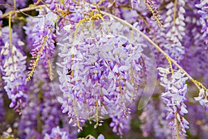 Violet Wisteria flowers in spring photo