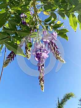 Violet wisteria flowers in the sun on a blue sky background