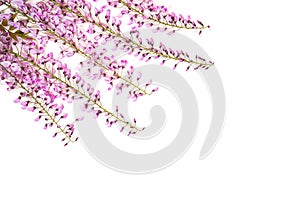 Violet wisteria flowers on white background.