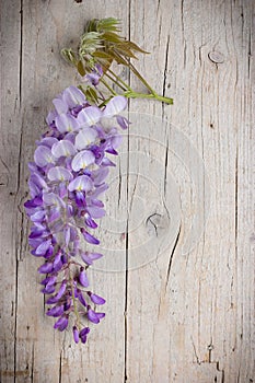 Violet wisteria flowers on white wooden background