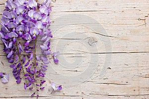 Violet wisteria flowers on white wooden background