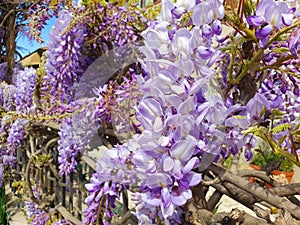 Violet wisteria sinensis flowers growing on an fence