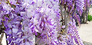 Violet wisteria sinensis flowers growing on an fence