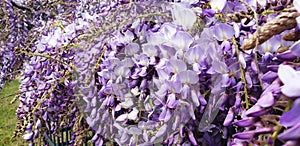 Panorama of violet Wisteria sinensis flowers