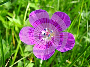 Violet wood flower (Geranium sylvaticum)
