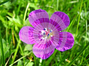 Violet wood flower (Geranium sylvaticum) photo