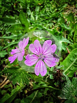 Violet wood flower (Geranium sylvaticum)