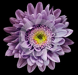 Violet-yellow chrysanthemum flower isolated on black background with clipping path. Closeup no shadows. For design.