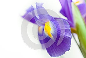 Violet yellow iris blueflag flower photo