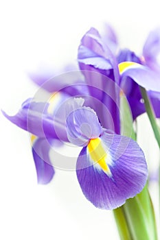 Violet yellow iris blueflag flower photo
