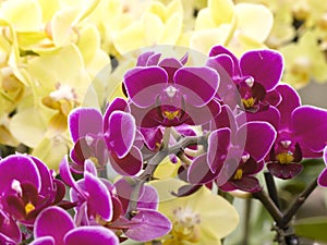 Violet and yellow orchids
