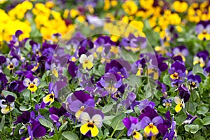 Violet and yellow violas