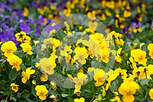 Violet and yellow violas photo