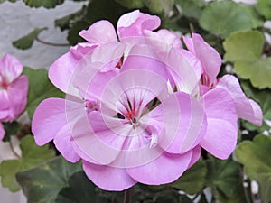 Violet zonal pelargonium PAC Blue Wonder in bloom close up