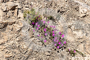The Violeta de Cazorla or Viola cazorlensis is an endemic species of the Sierra de Cazorla, Segura and Las Villas, of a rupicolous photo