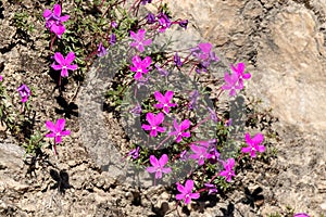 The Violeta de Cazorla or Viola cazorlensis is an endemic species of the Sierra de Cazorla, Segura and Las Villas, of a rupicolous photo