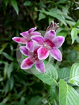 Violeta flower photo