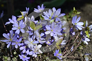 Violeta spring flowers photo