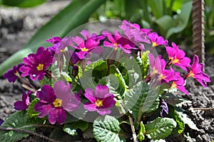 Violeta spring flowers photo