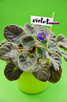 Violeta, violet flower, with word violet photo