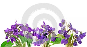Violets photo