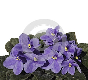 Violets