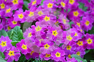 Violets.Blooming flowers.Natural background.