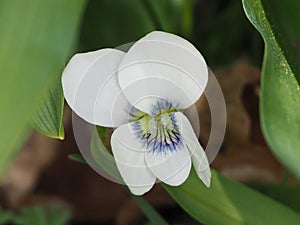 Flower violet white in the garden close - up.