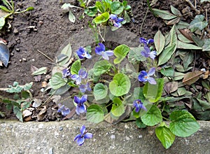 Violets close up on natural background - Viola papilionacea