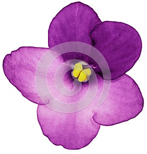 violets flower pink. Flower isolated on a white background. No shadows with clipping path. Close-up.