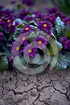 violets on a flowerbed in the open field, background