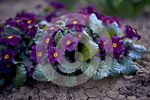 violets on a flowerbed in the open field, background