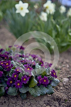 violets on a flowerbed in the open field, background