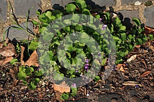 Violets Flowering on a Path