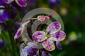 Violets flowers bloom in the spring forest