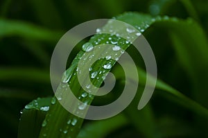 Violets flowers bloom in the spring forest