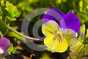 Violets flowers. Orange pansy. background